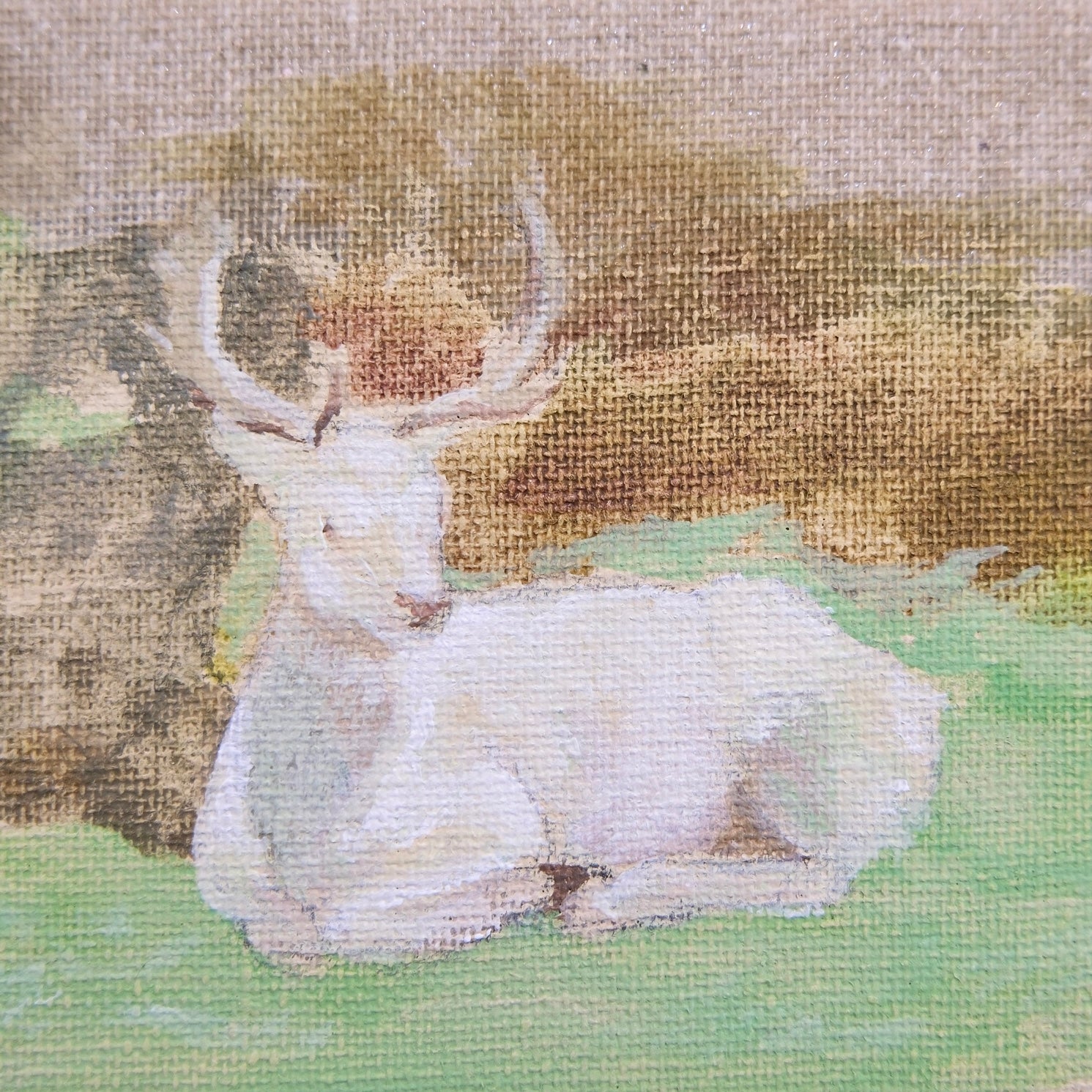 White deer