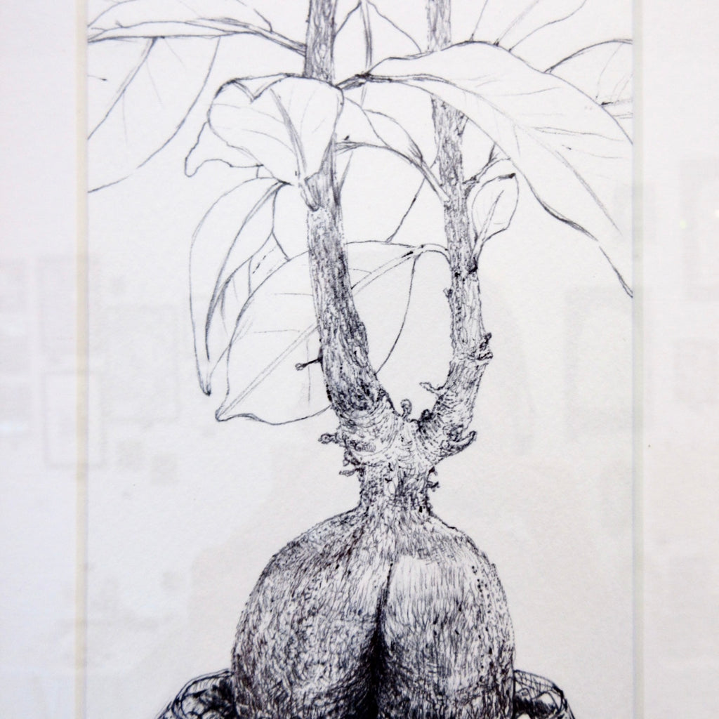 banyan tree